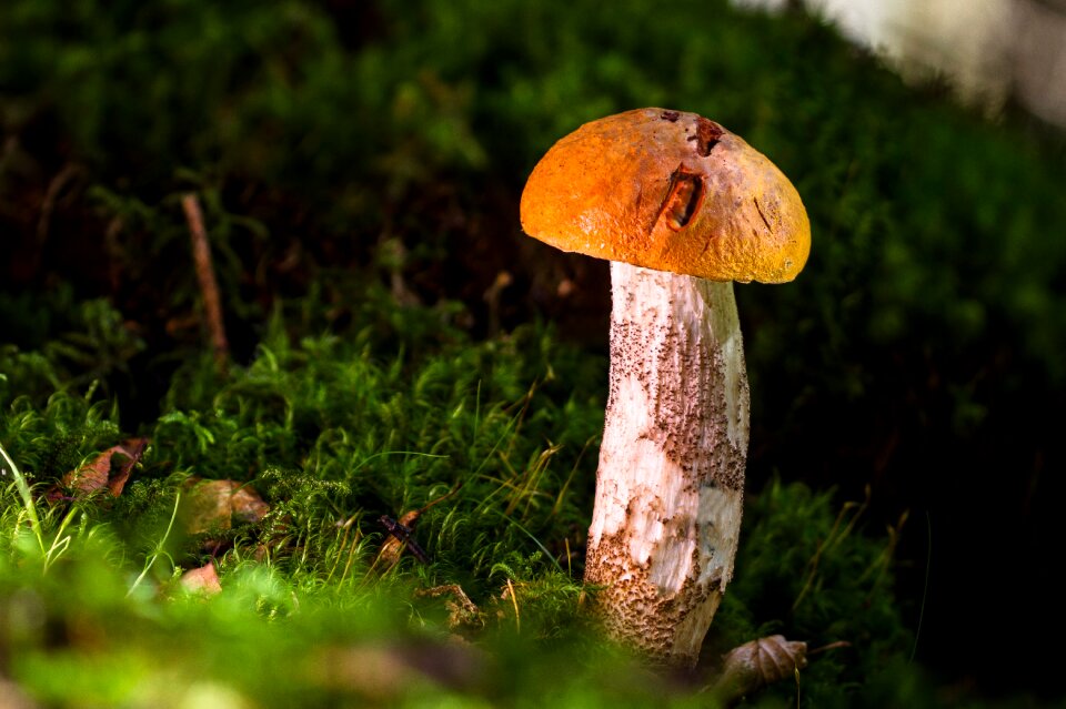 Noble rot delicacy forest