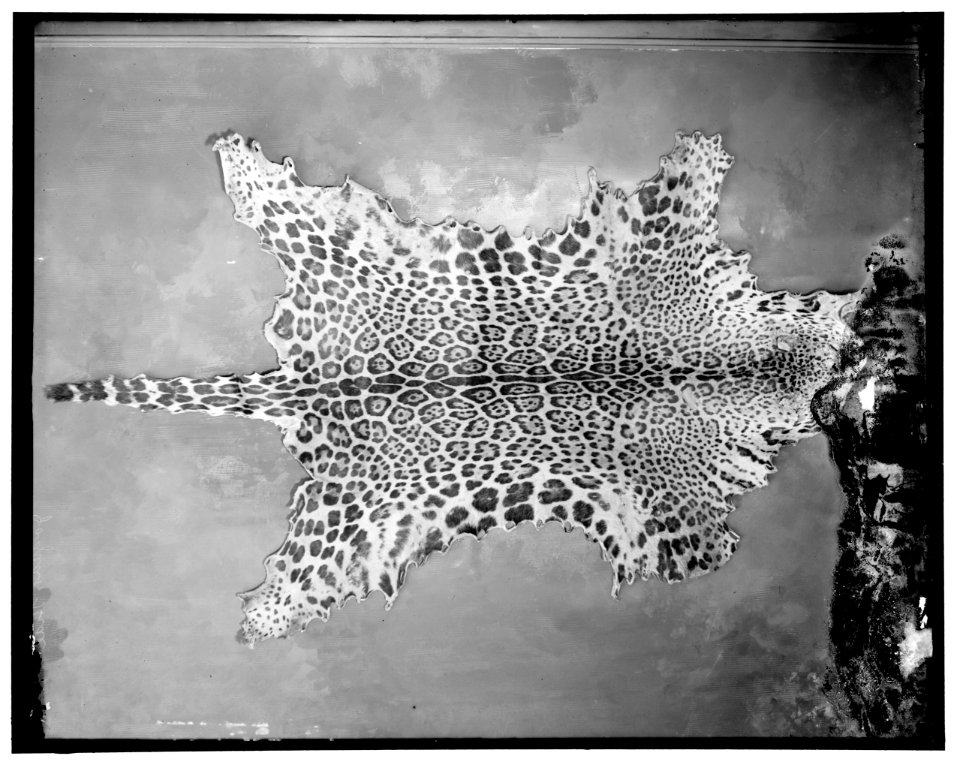 Jaguar hide LOC hec.13590