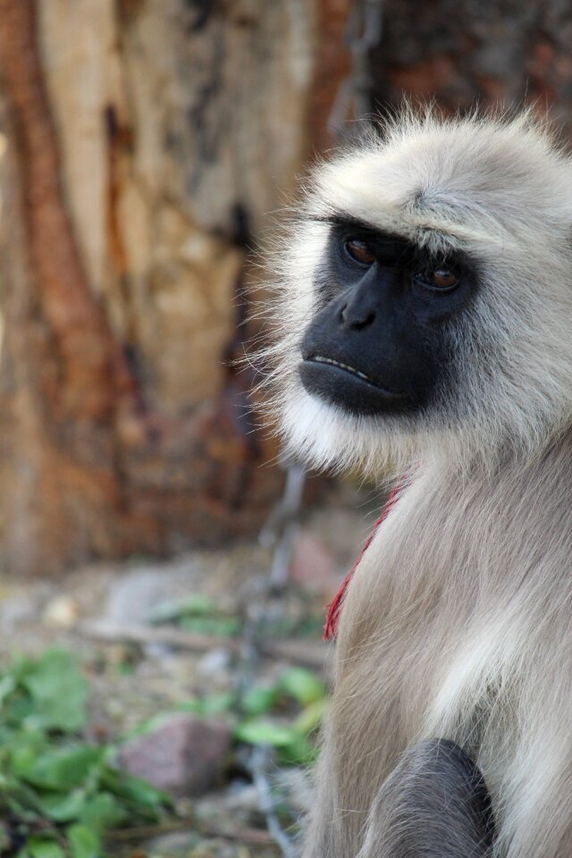 Nature ape animal