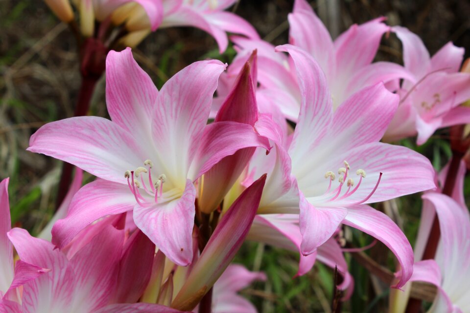 Nature floral plant