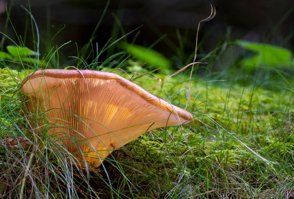 Mushroom forest mushroom forest floor
