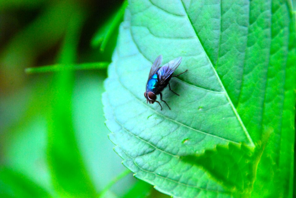 Nature animal wing
