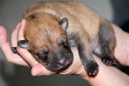 Cute dog breed sweet
