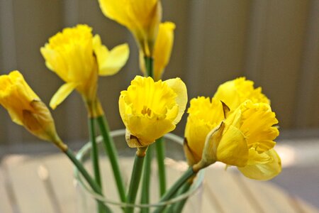 Fresh flower springtime