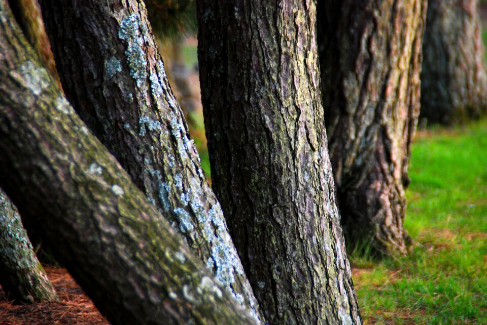 Nature natural forest