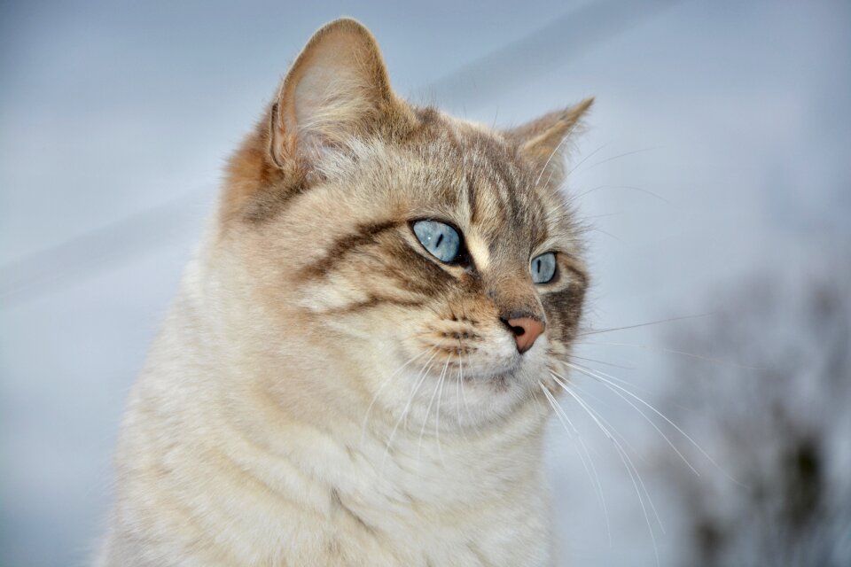 Cute animal portrait cat