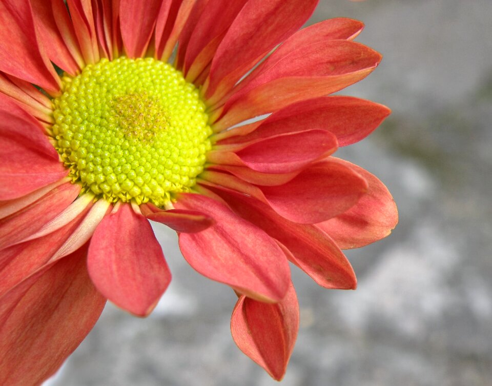 Flower bloom garden
