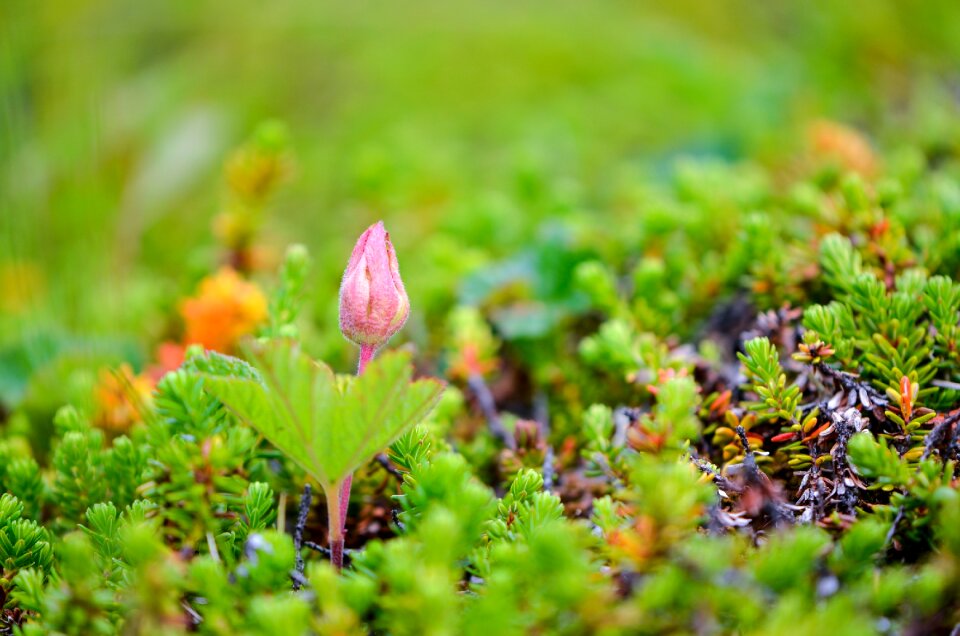 Cloudberry bush produces tussock berry