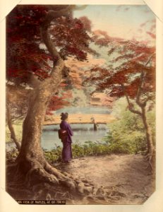Kusakabe Kimbei - 721 Autumn Views of Maples, at Oji Tokyo