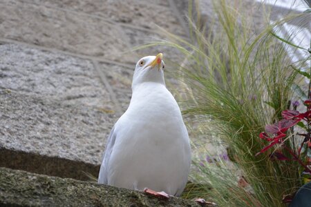 Nature stolen white seagull photo