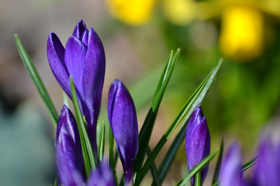 Season easter crocus photo