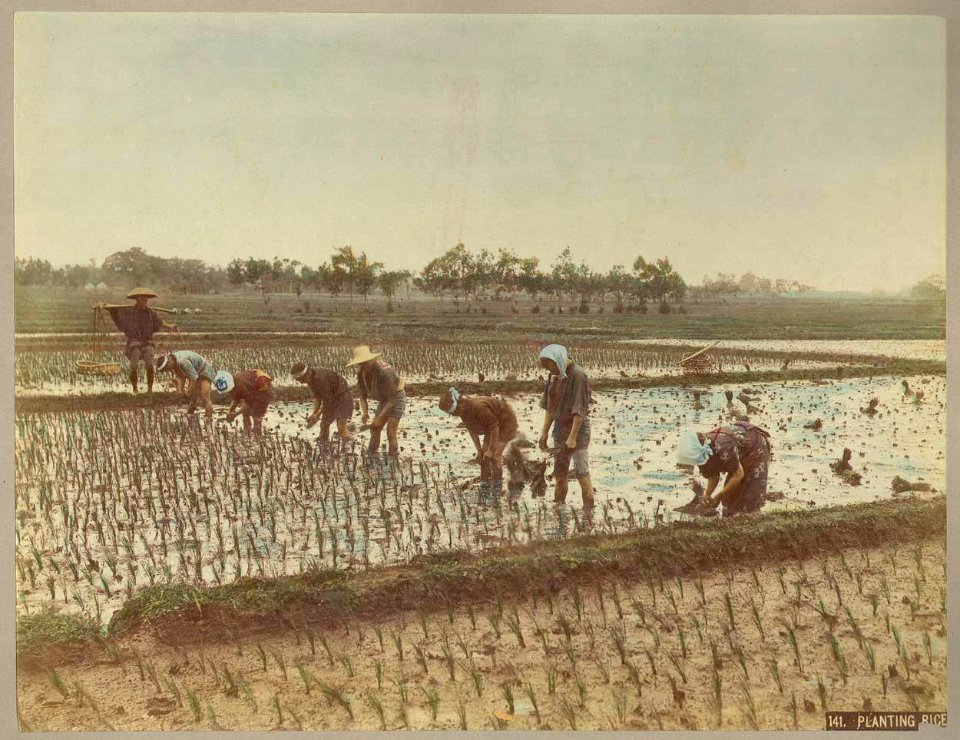 Kusakabe Kimbei - 141. Planting Rice