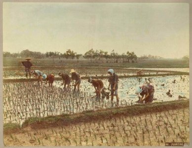 Kusakabe Kimbei - 141. Planting Rice photo