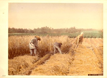 Kusakabe Kimbei - 161 Cutting Barley photo