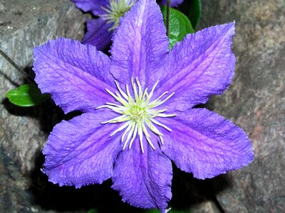 Bloom clematis purple photo