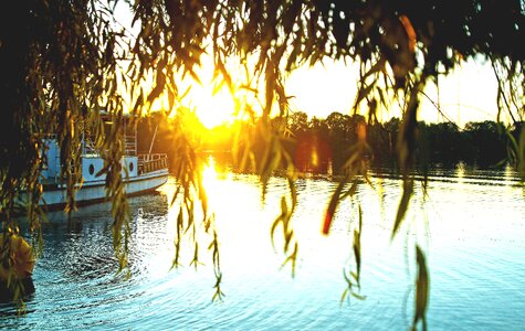 Lake tree nature