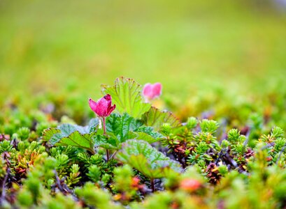 Cloudberry bush produces tussock berry