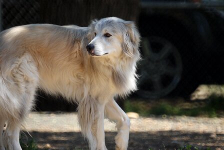 Mutt mixed breed pet