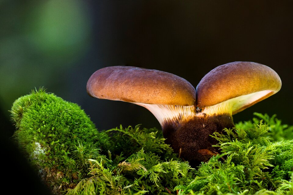 Moss forest mushroom autumn