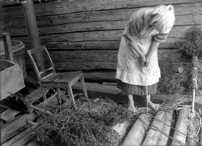 Kvinna binder kransar av dvärgbjörk (fattigmansbjörk, Betula nana) - Nordiska museet - NMA.0036251 photo