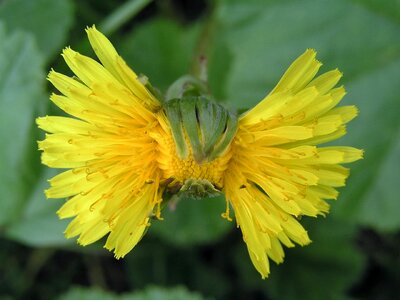 Dandilion weed bow