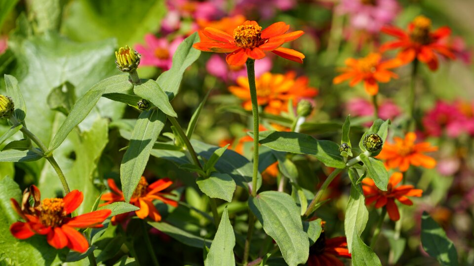 Plants summer garden photo