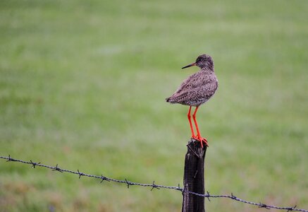 Wader bird the birds