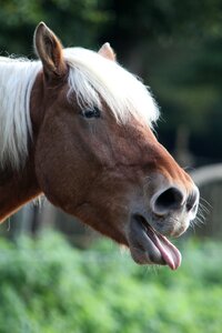 Horse laughing guedelon Free photos