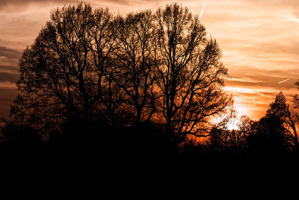 Tree landscape nature