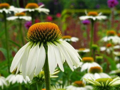 Nature garden blossom