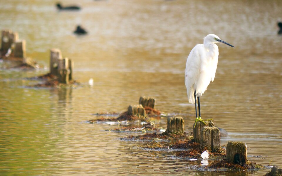 Egret white water