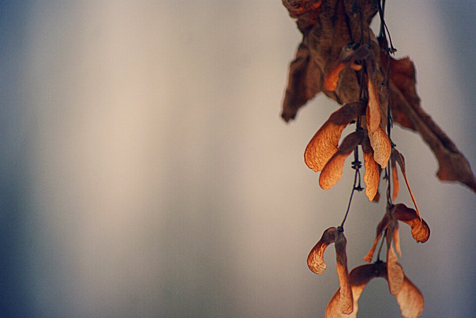 Nature autumn season