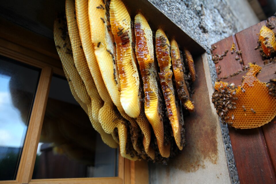 Hive behind the shutters Free photos