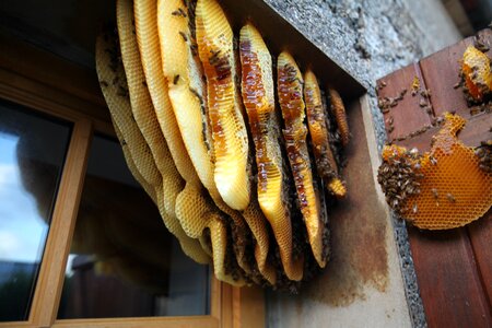 Hive behind the shutters Free photos
