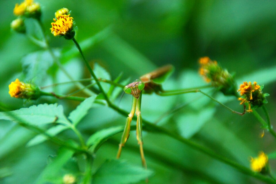 Nature animal macro