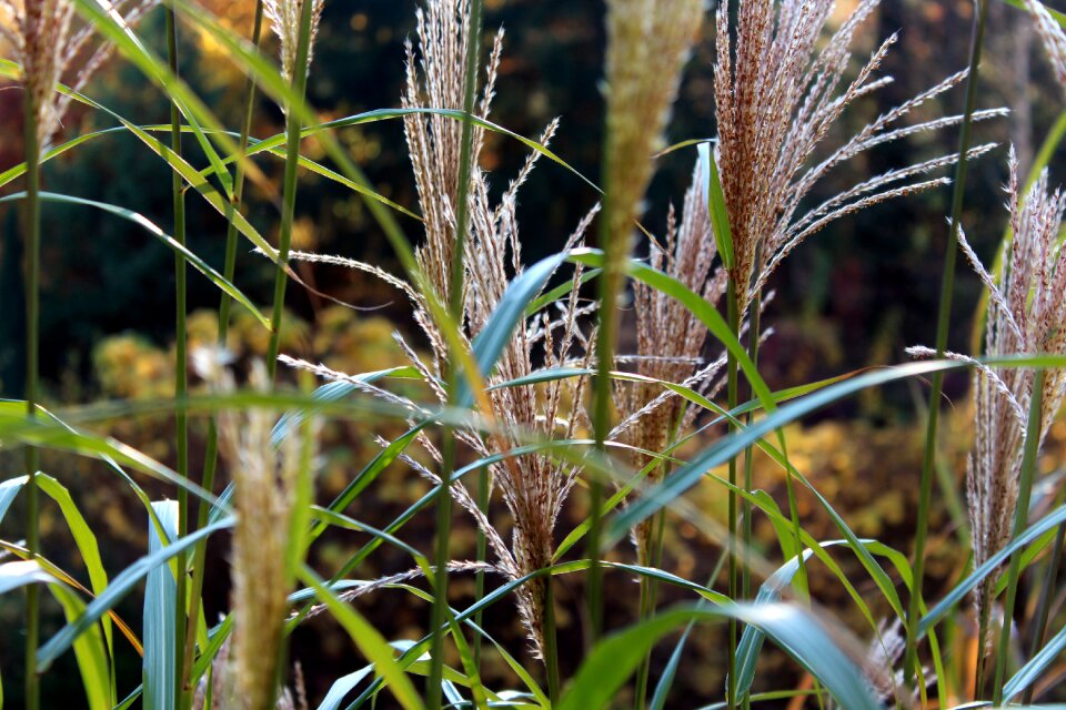 Plants nature vegetation