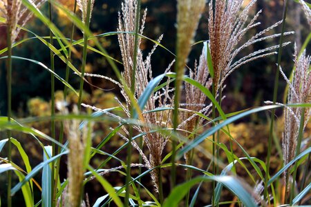 Plants nature vegetation