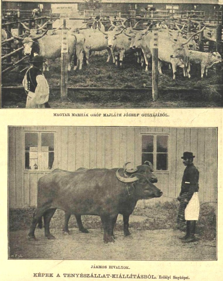 Képek az állatkiállításról 1896-35