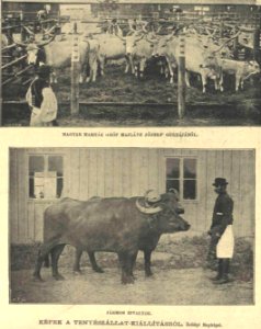 Képek az állatkiállításról 1896-35 photo