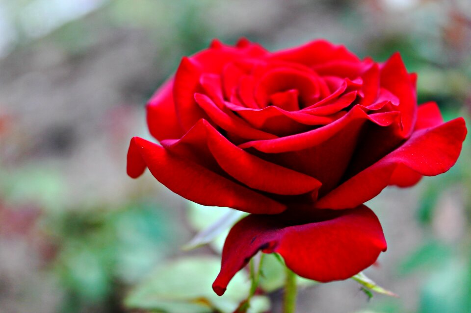 Rose flowers tender rose