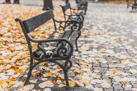 Bench leaf fall photo