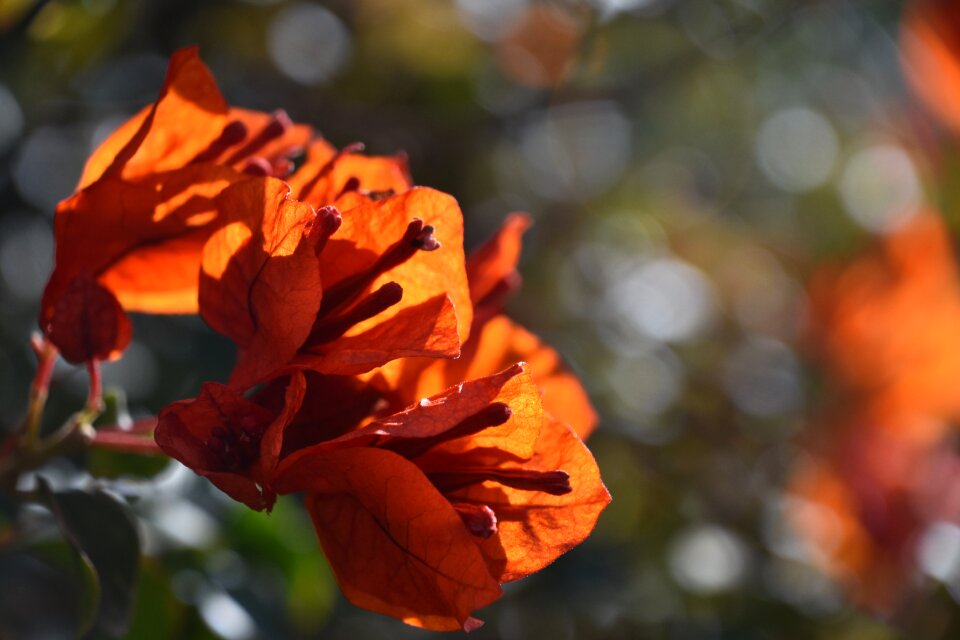 Flora fall outdoors