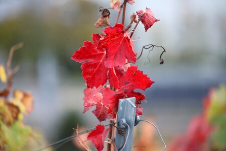 Nature autumn vineyard