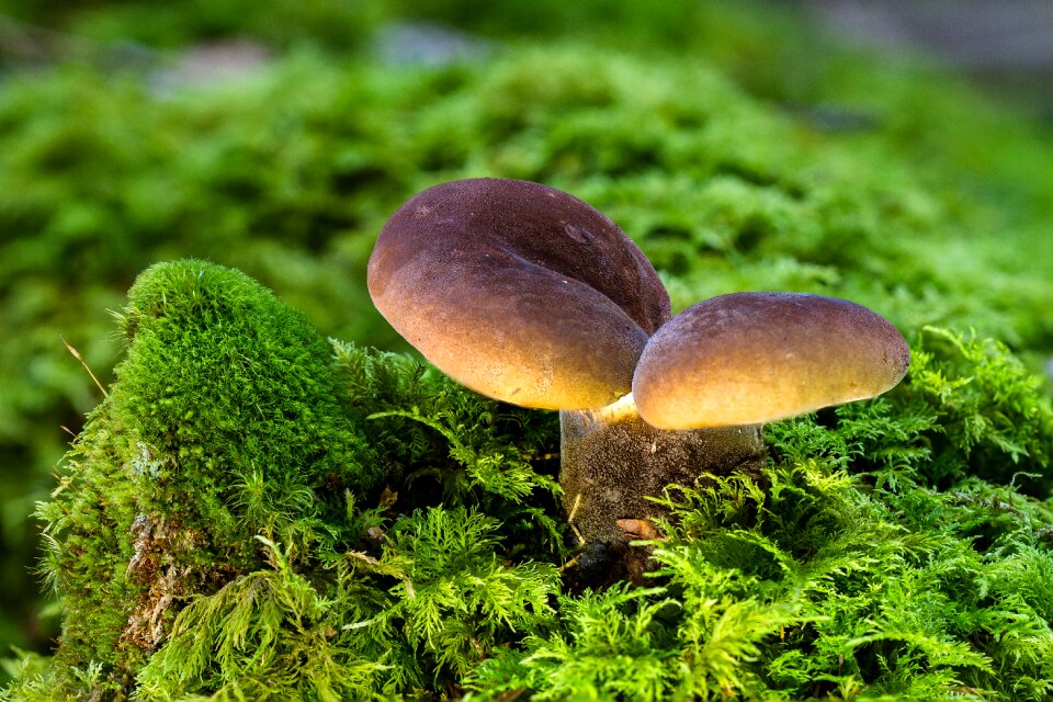 Moss forest mushroom autumn