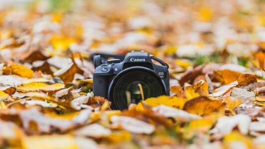 Photography portrait leaf