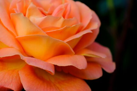 Any person not rose plant