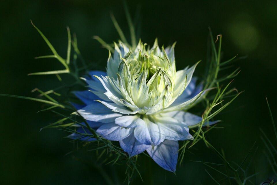 Junfer in the green nigella damascena hahn foot greenhouse
