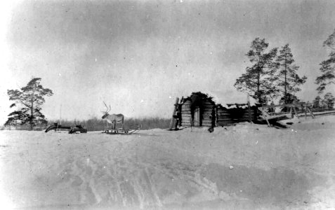 Kvensk badstue, et reinsdyr med slede utenfor. Neiden, Sør-Varanger, Finnmark, 1890-årene - Norsk folkemuseum - NF.05063-035