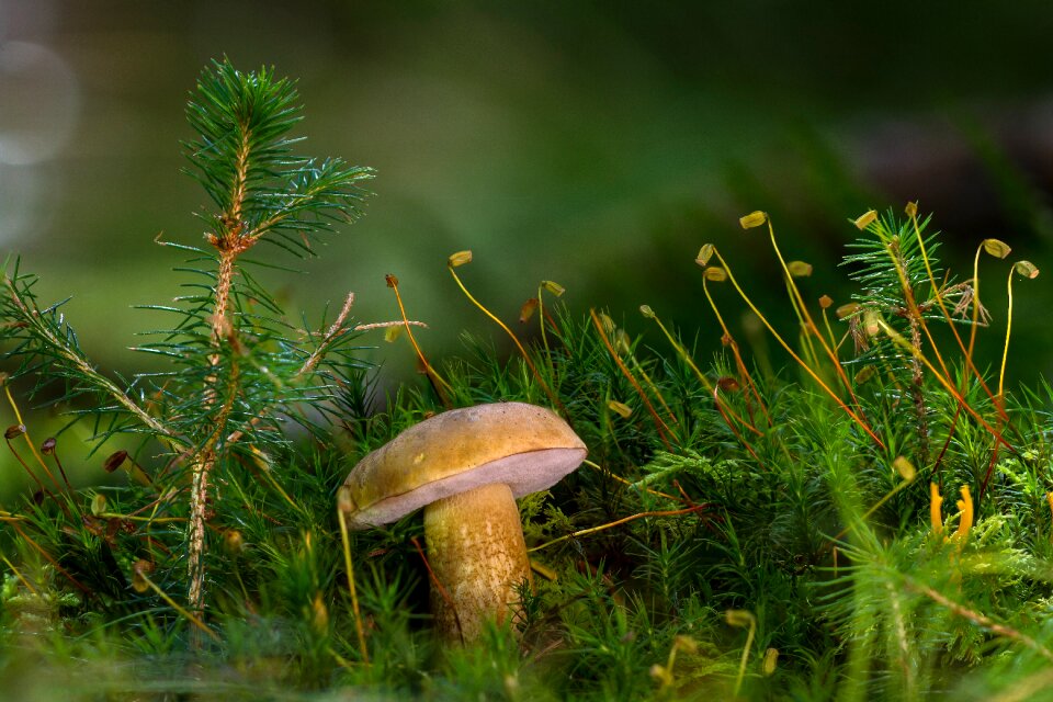 Mushroom uneatable rac