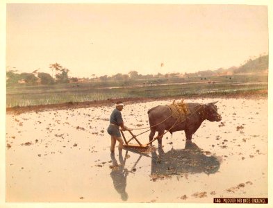 Kusakabe Kimbei - 140 Ploughing Rice Ground photo